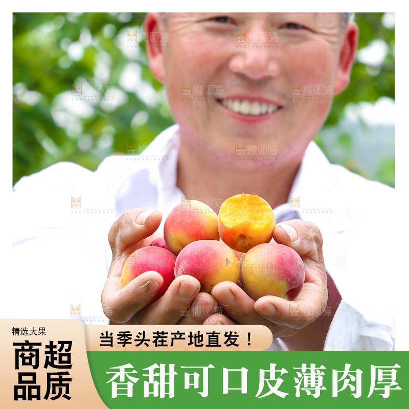 果园里老人手里捧着小红杏