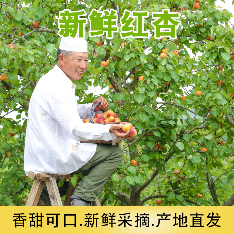 果园里男人手里着红杏