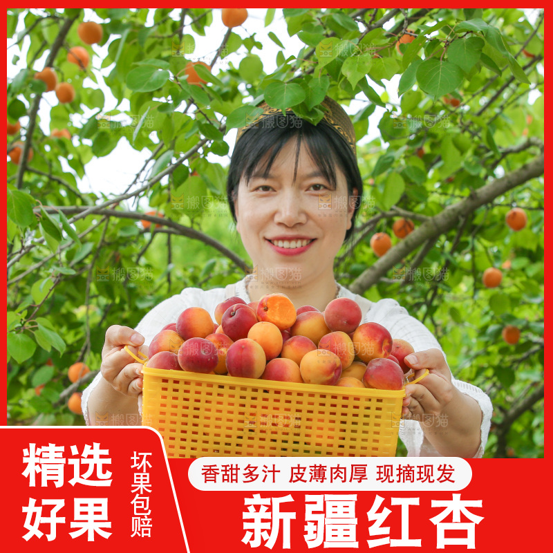果园里女人手里端着一篮小红杏