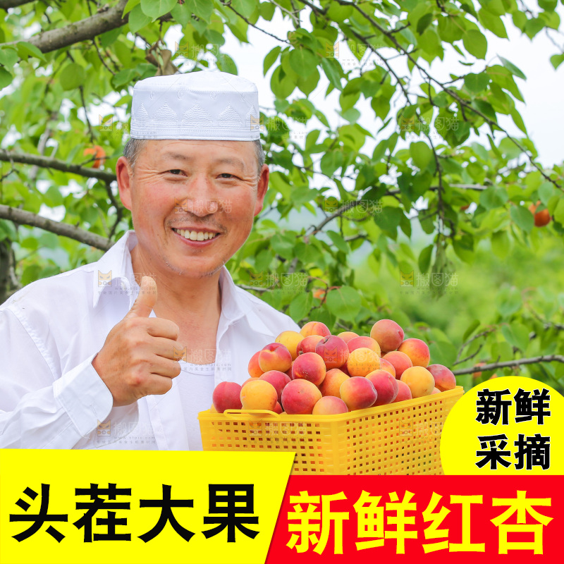 果园里男人手里端着一篮新疆小红杏