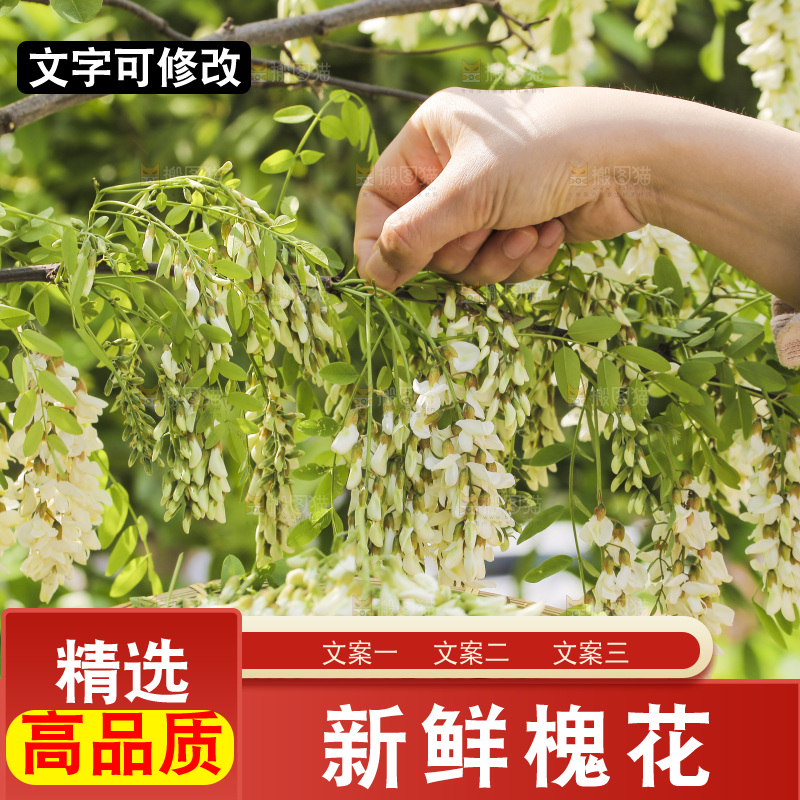 采摘洋槐花