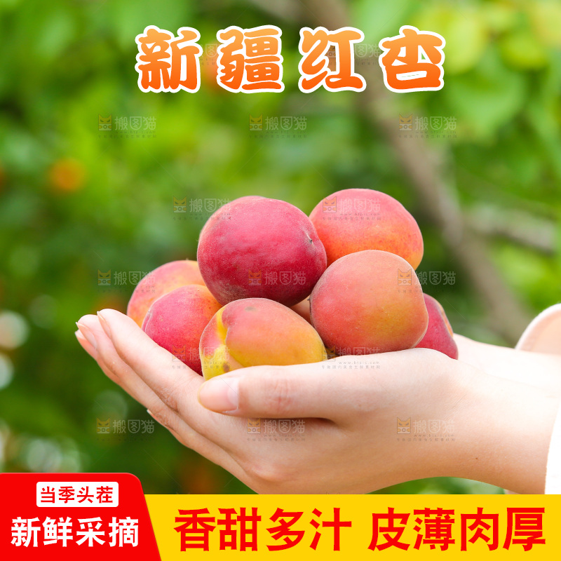 手里捧着崂山蜜桔