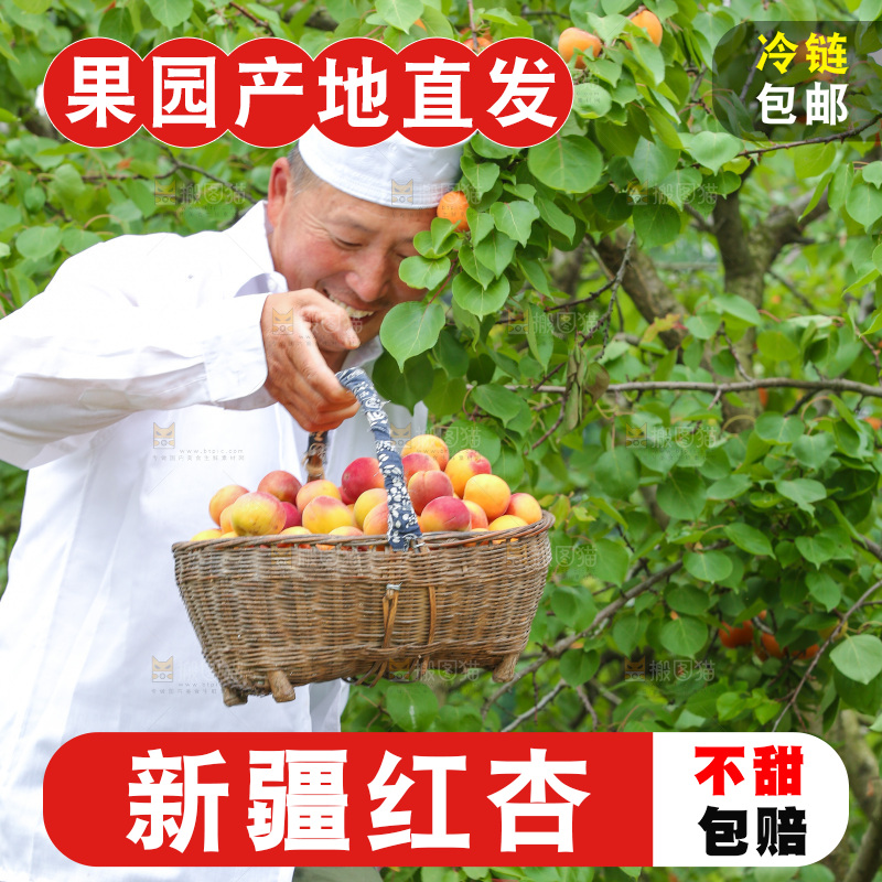 果园里男人手里端着一篮新疆小红杏