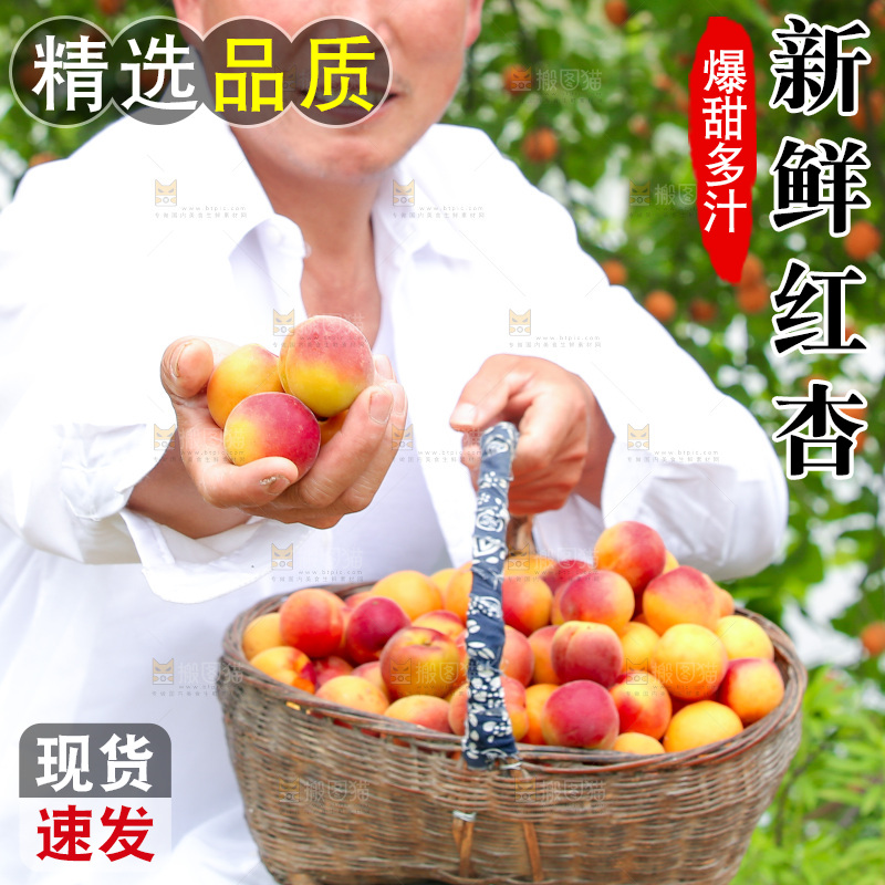果园里老人手里提着一篮红杏