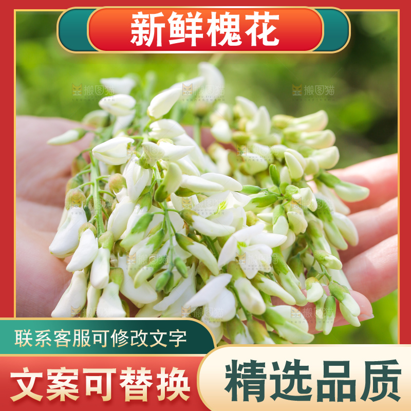 手里拿着新鲜槐花