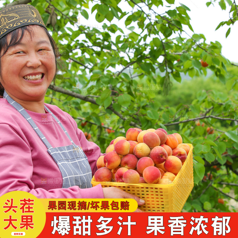 果园里女人手里端着一篮小红杏