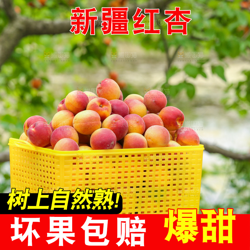 一篮崂山蜜杏