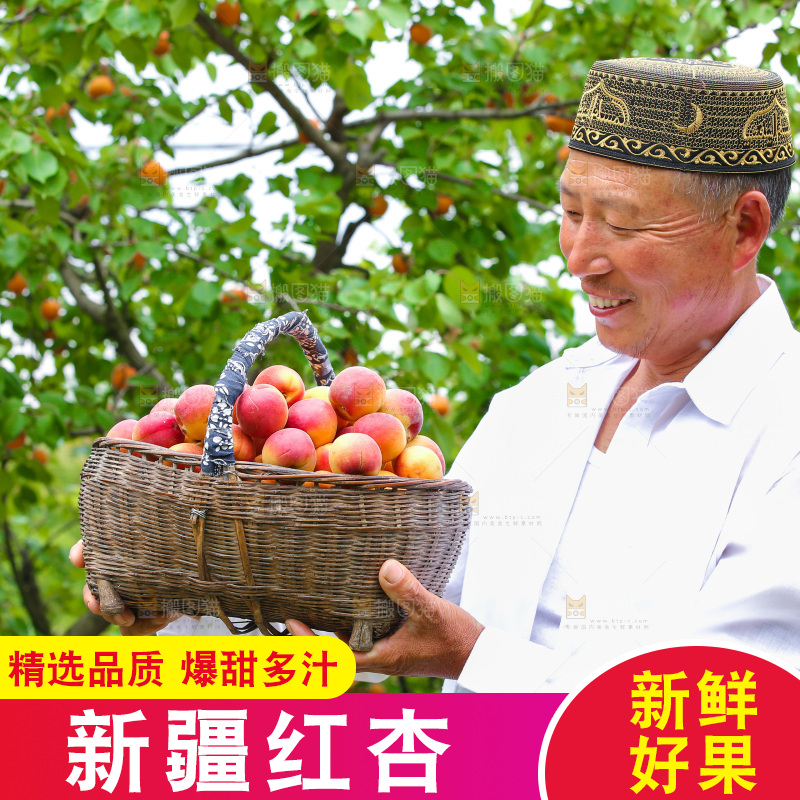 果园里男人手里拿着一篮新疆小红杏