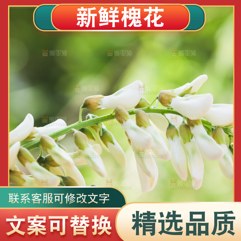 新鲜槐花