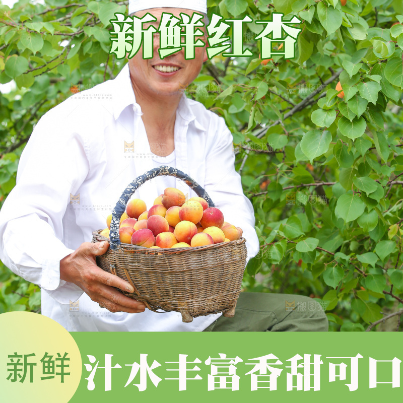 果园里男人手里端着一篮新疆小红杏