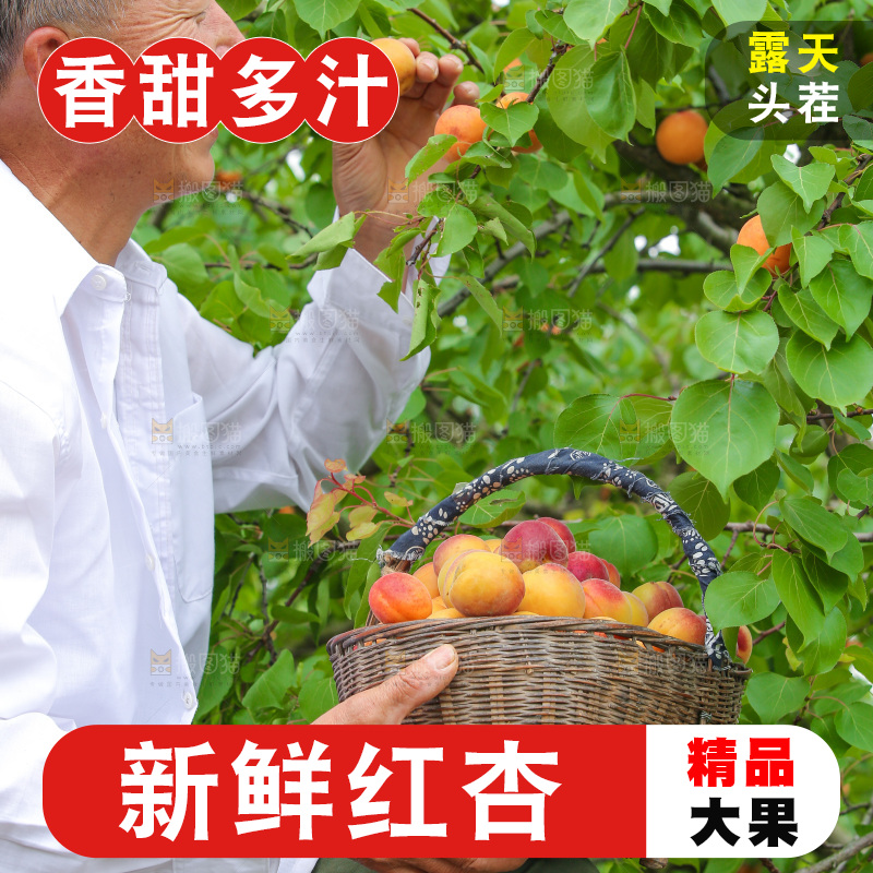 果园里老人新鲜采摘小红杏