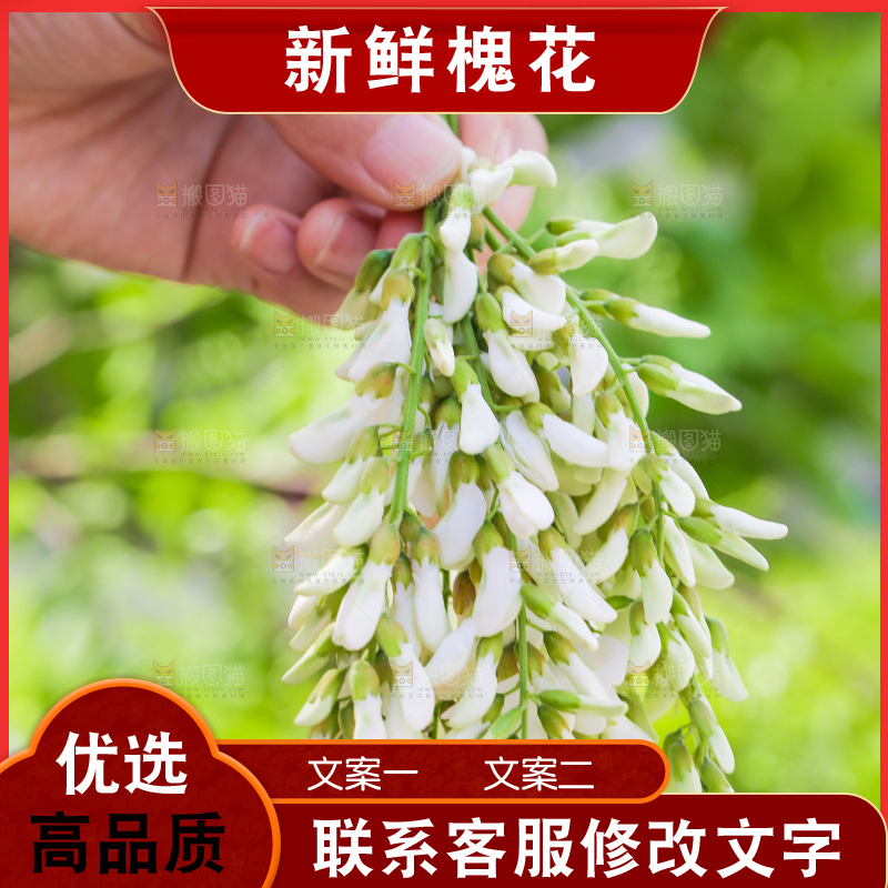 手里拿着新鲜槐花