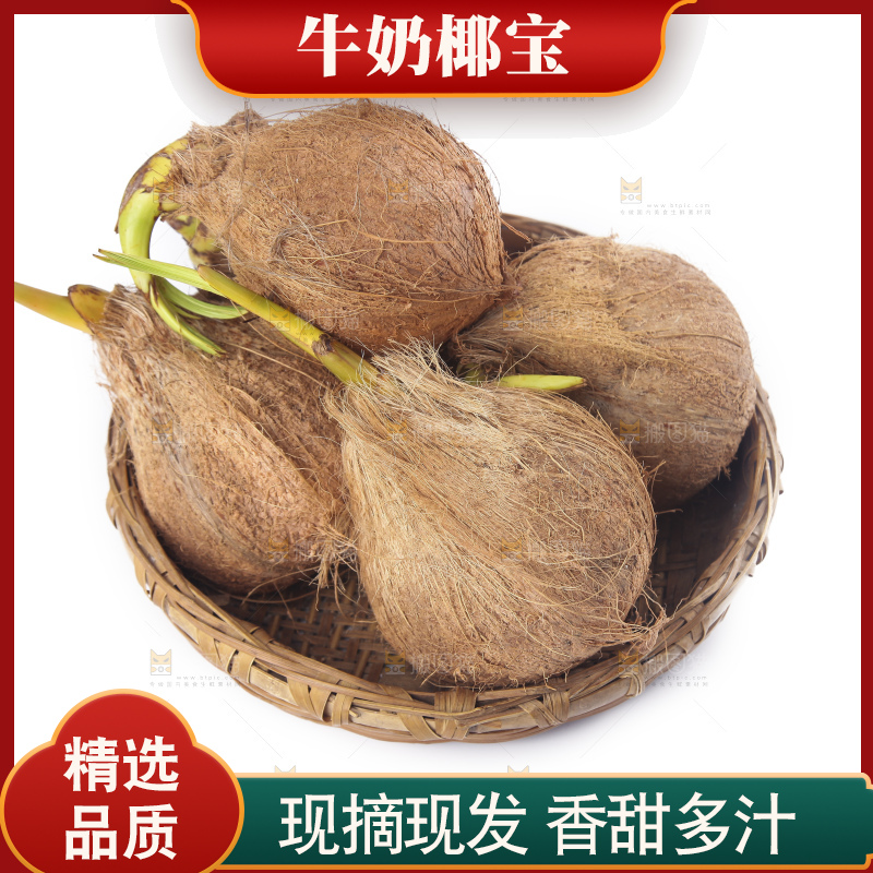 白底上放着一篮椰宝
