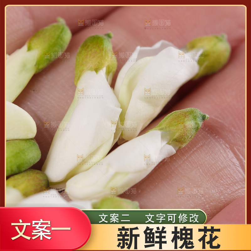手里拿着野生槐花