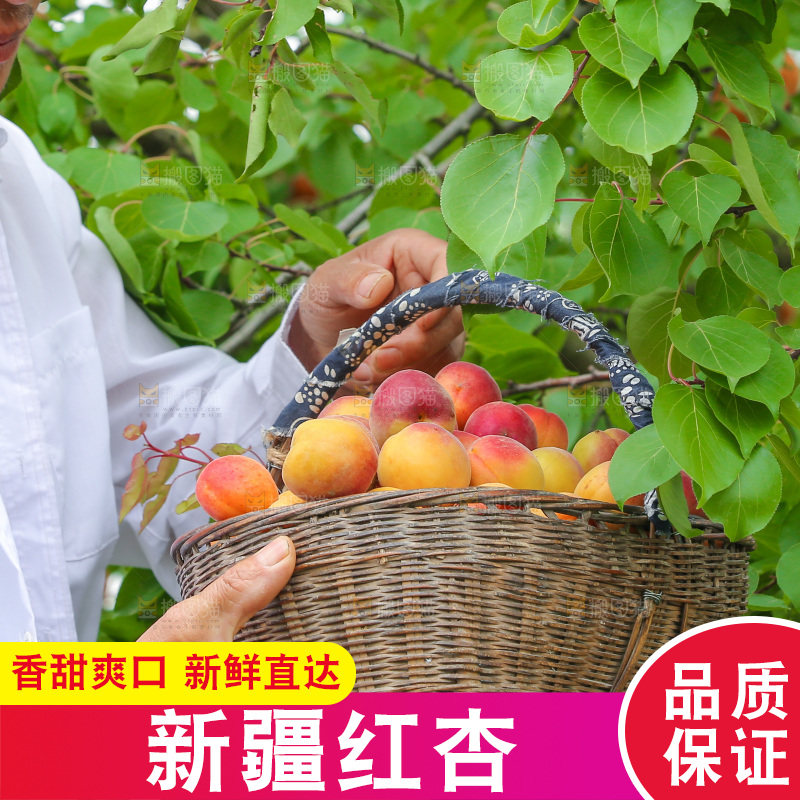 果园里老人新鲜采摘小红杏