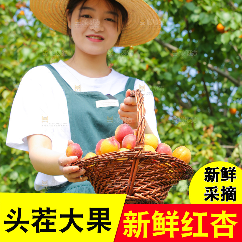 果园里女人手里提着一篮崂山蜜桔