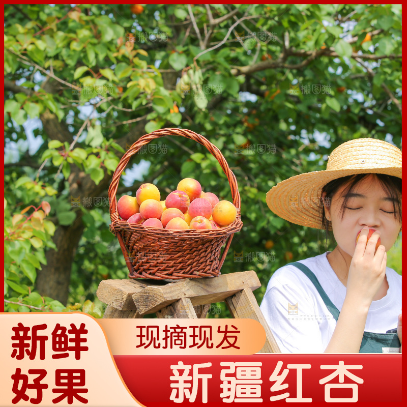 一篮新鲜小红杏