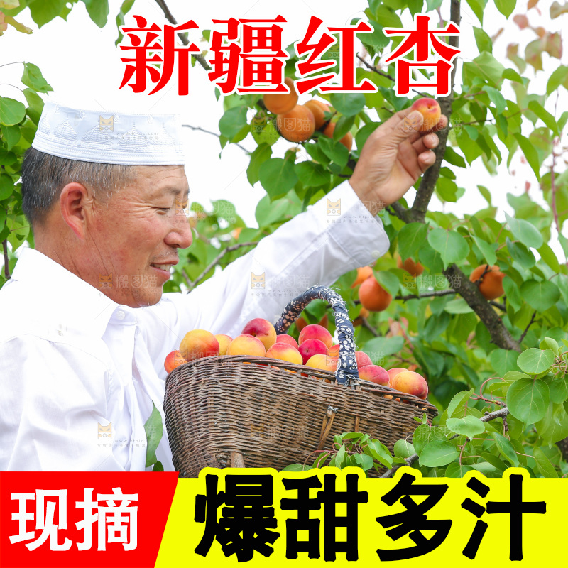 果园里老人新鲜采摘小红杏