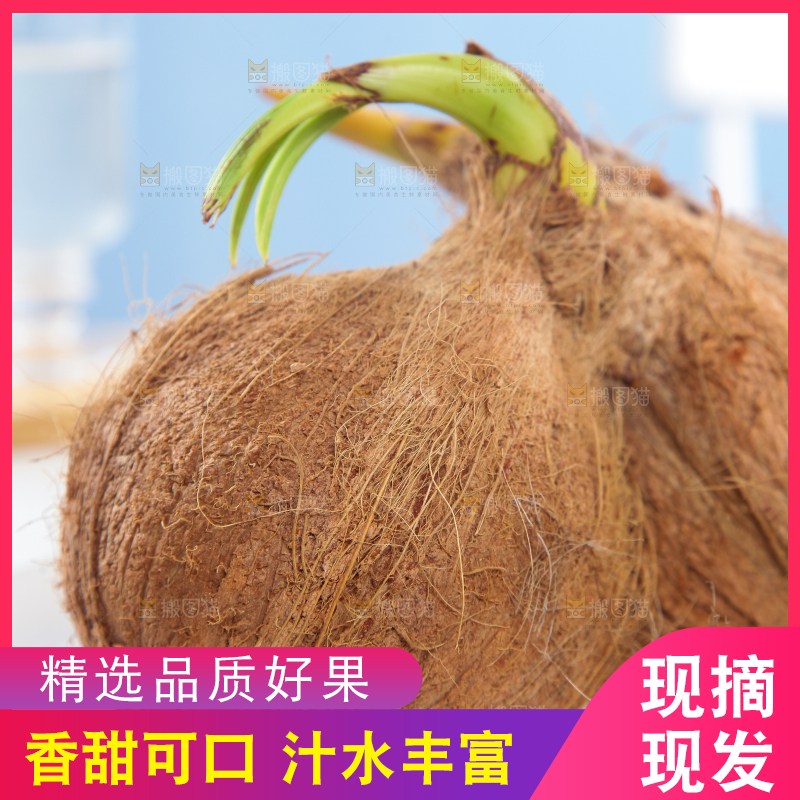 盘里装着椰宝