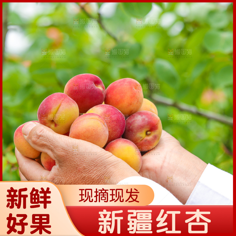 手里捧着小红杏