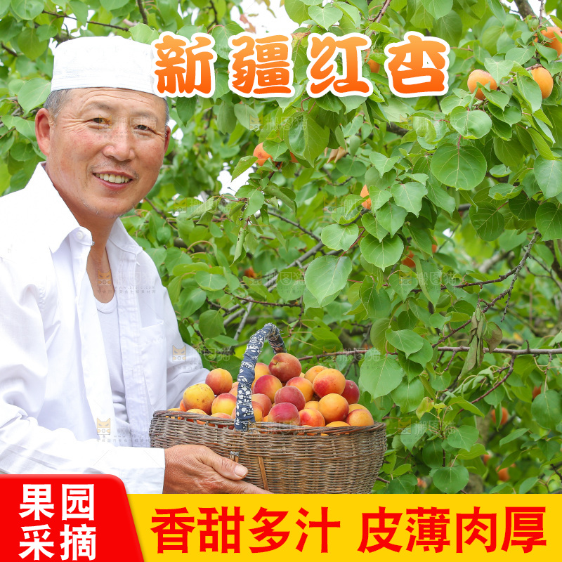 果园里男人手里端着一篮新疆小红杏