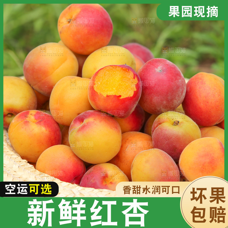 草帽里装着胭脂红杏