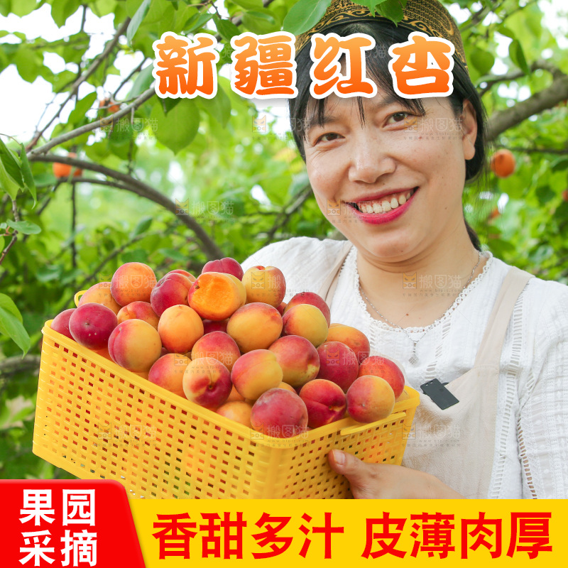 果园里女人手里端着一篮小红杏