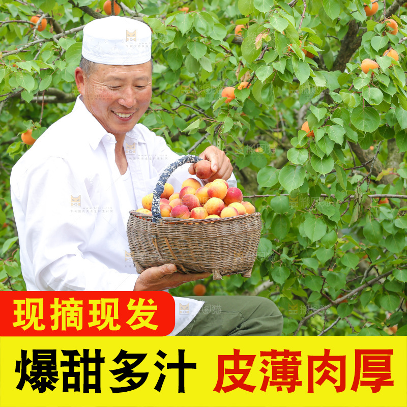 果园里男人手里端着一篮新疆小红杏