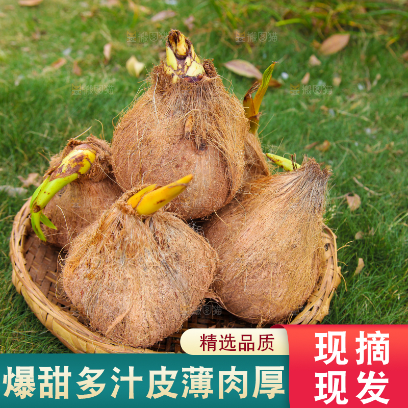 草地上放着一篮椰宝