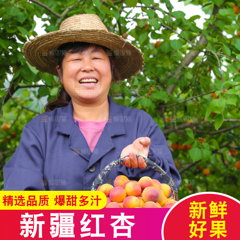 果园里女人拿着一篮小红杏