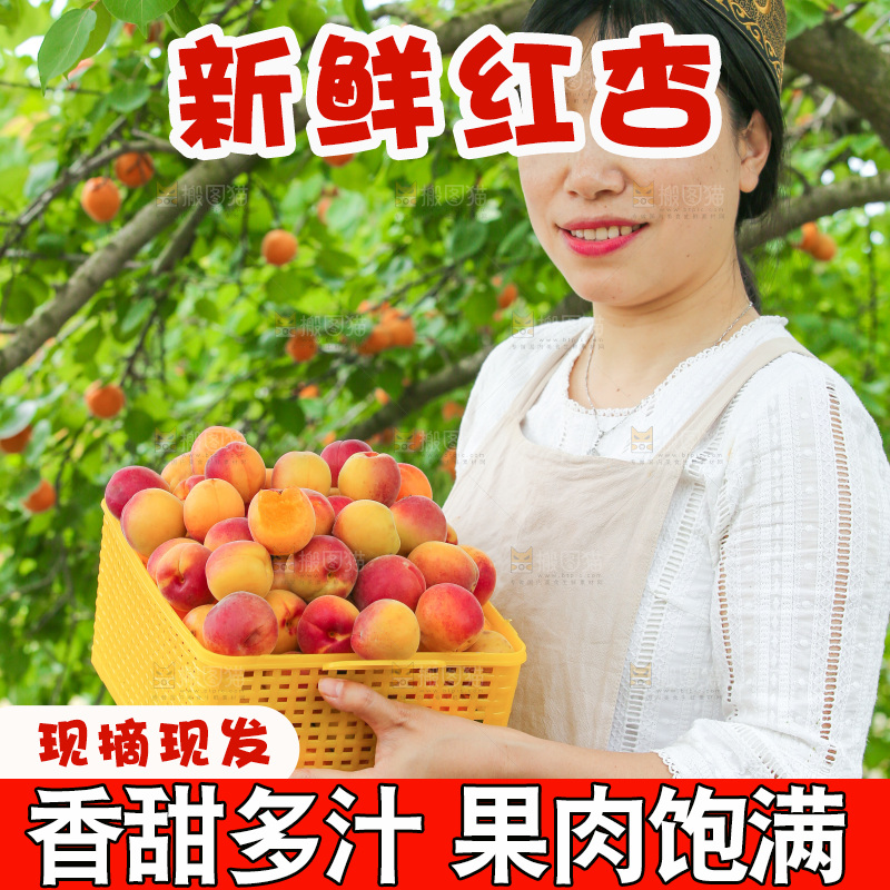 果园里女人手里端着一篮小红杏