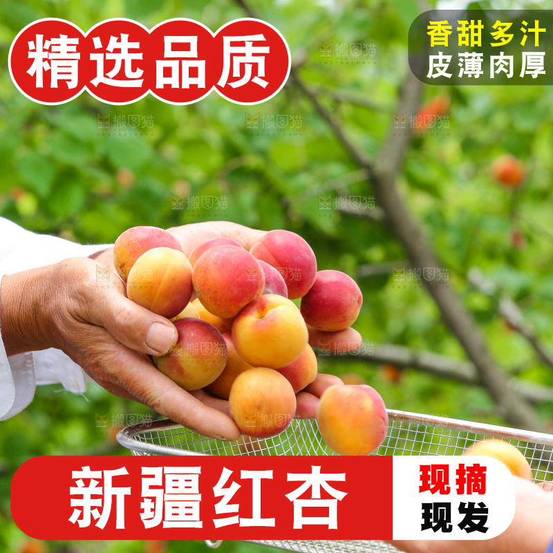 手里捧着小红杏