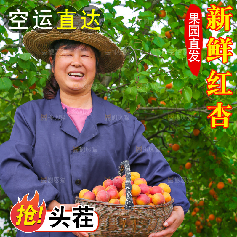果园里女人拿着一篮小红杏