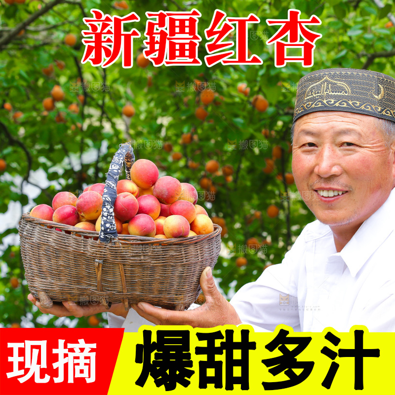 果园里男人手里拿着一篮新疆小红杏