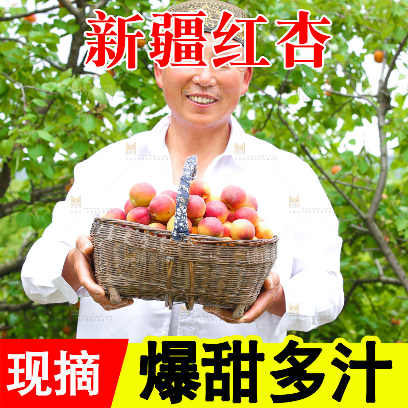 果园里男人手里拿着一篮新疆小红杏