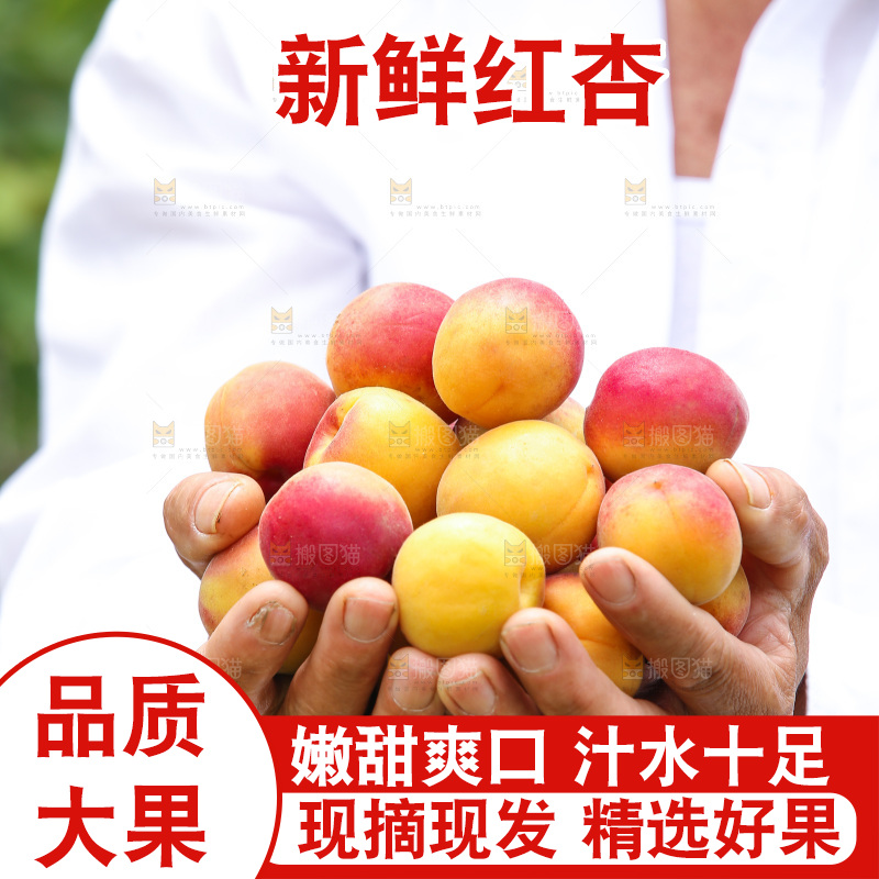手里捧着小红杏