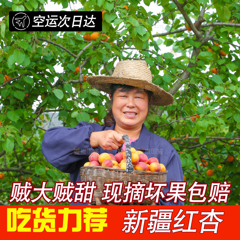 果园里女人拿着一篮小红杏