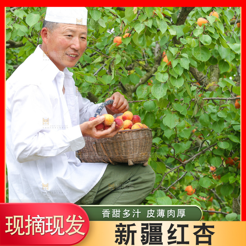 果园里男人手里端着一篮新疆小红杏