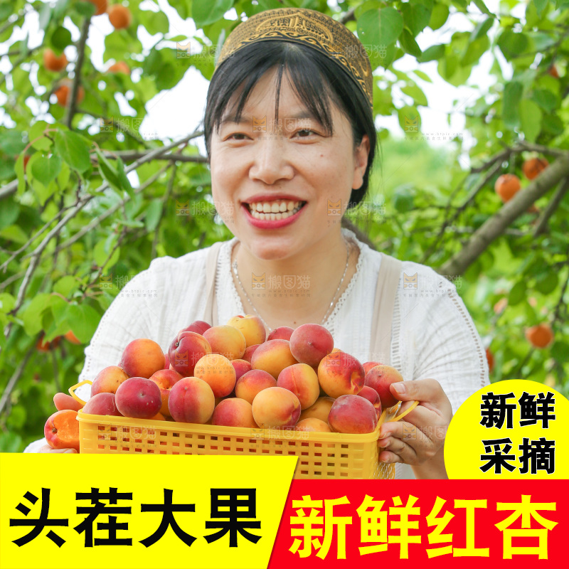 果园里女人手里端着一篮小红杏
