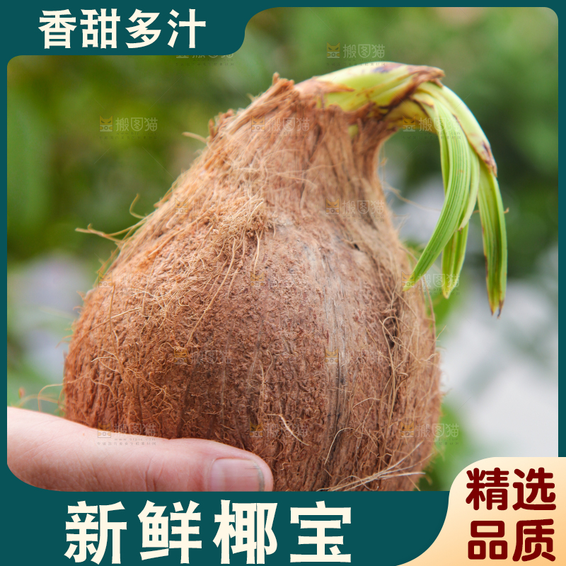 手里拿着海南椰宝