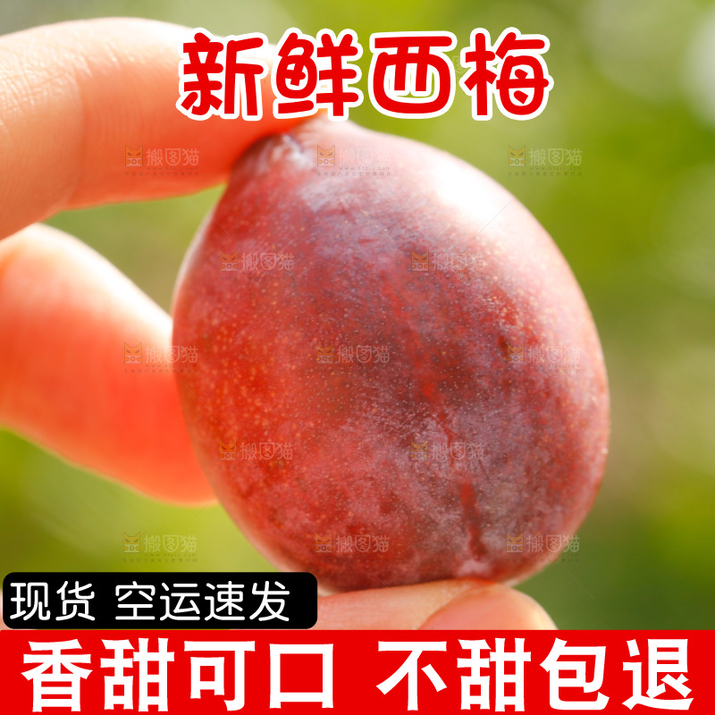 手里拿着新鲜西梅