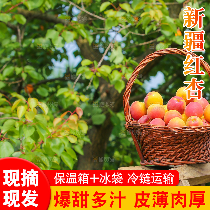 一篮新鲜小红杏