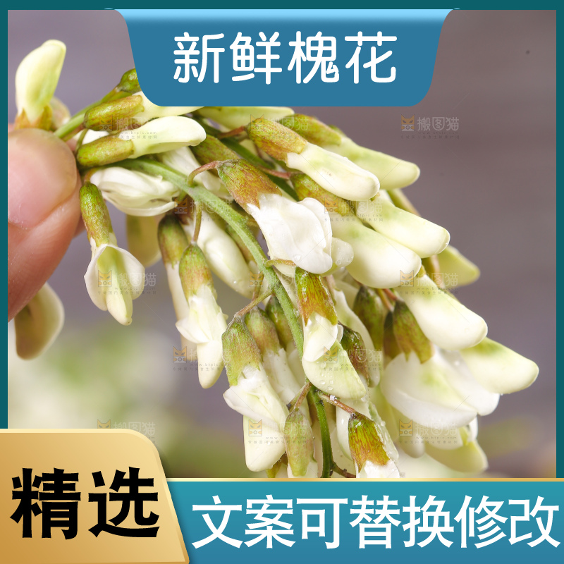 手里拿着野生槐花