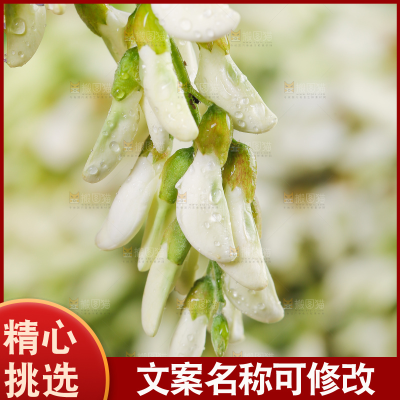 新鲜野生槐花