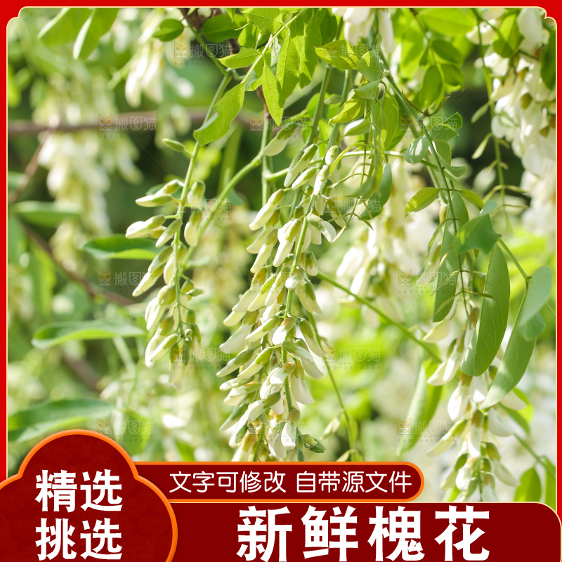 新鲜的槐树花
