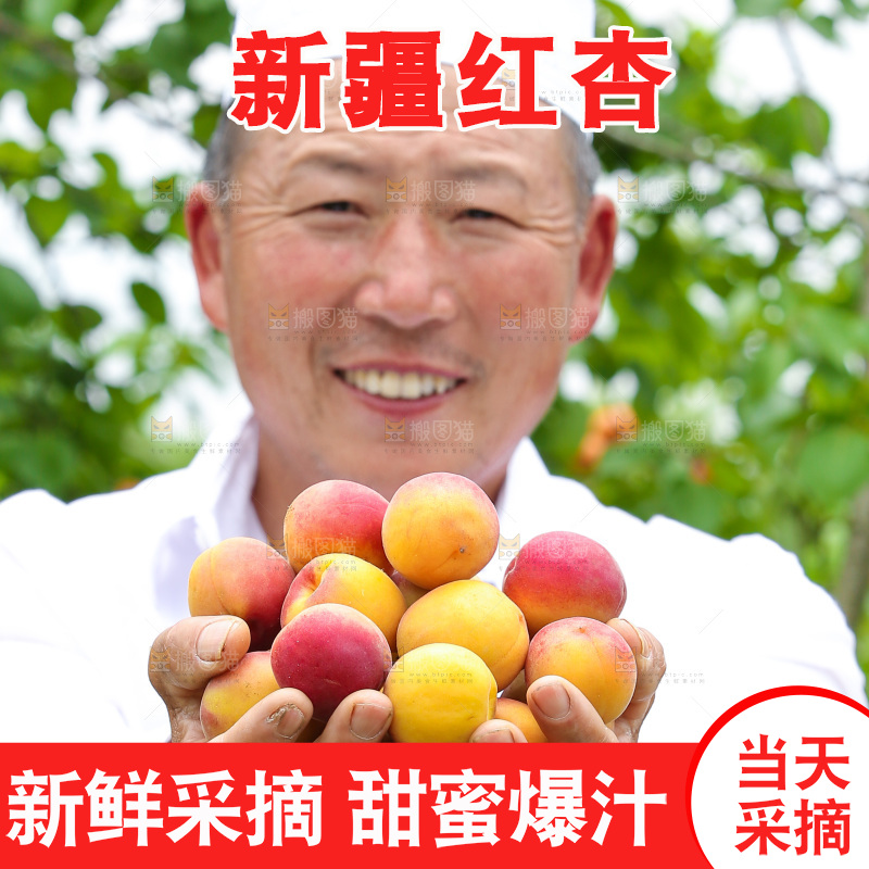 果园里老人手里捧着小红杏