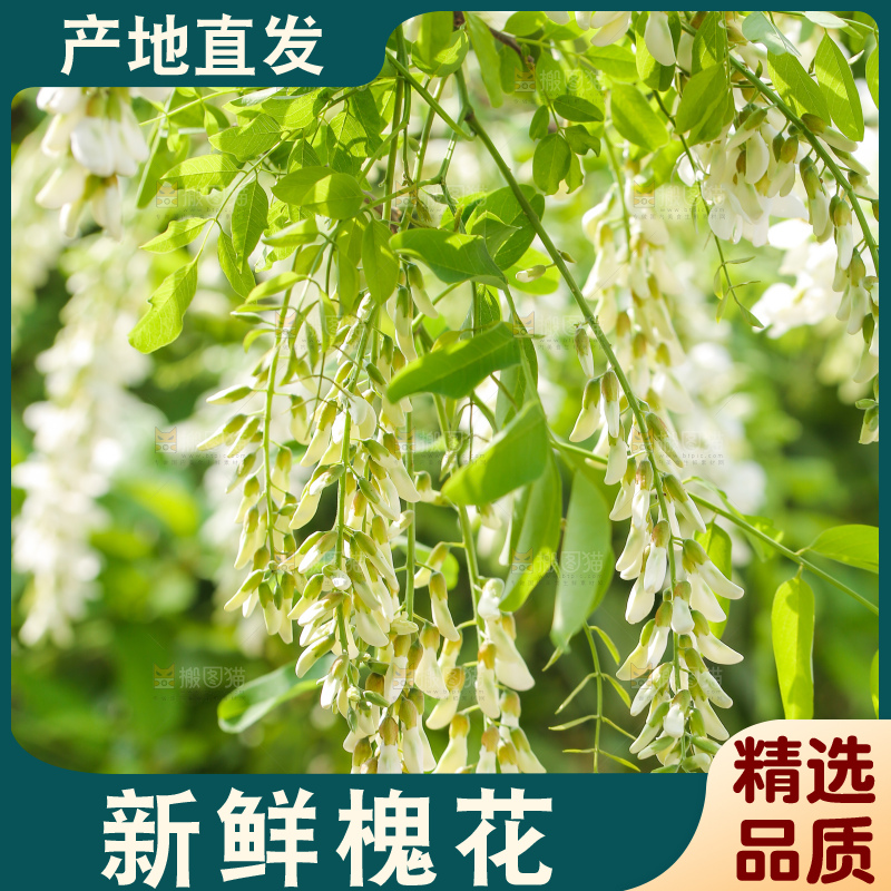 新鲜的槐树花