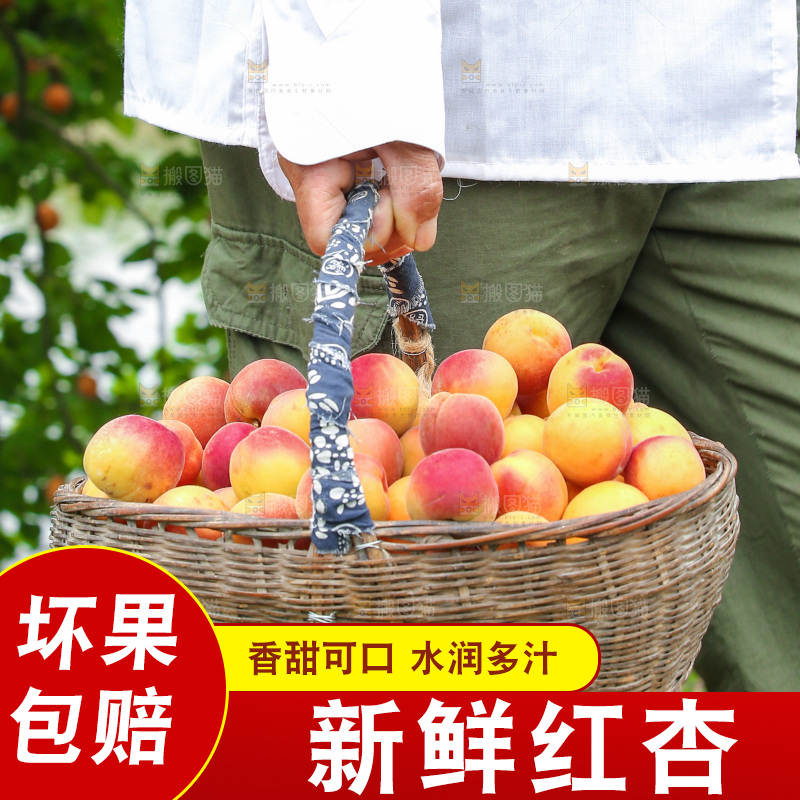 手里提着一篮新鲜小红杏