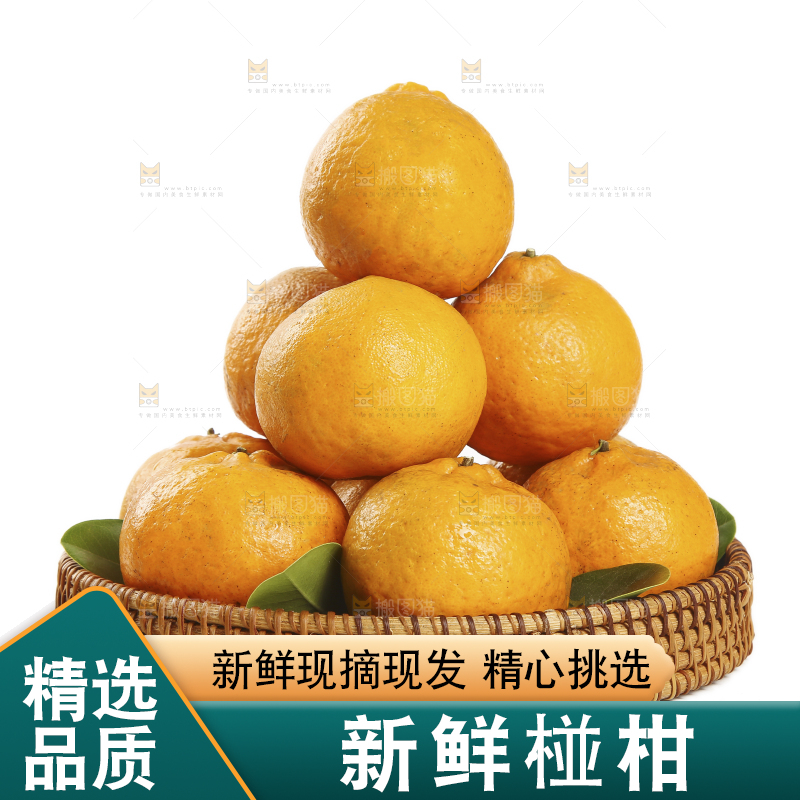 一篮椪柑橘摆在白底上