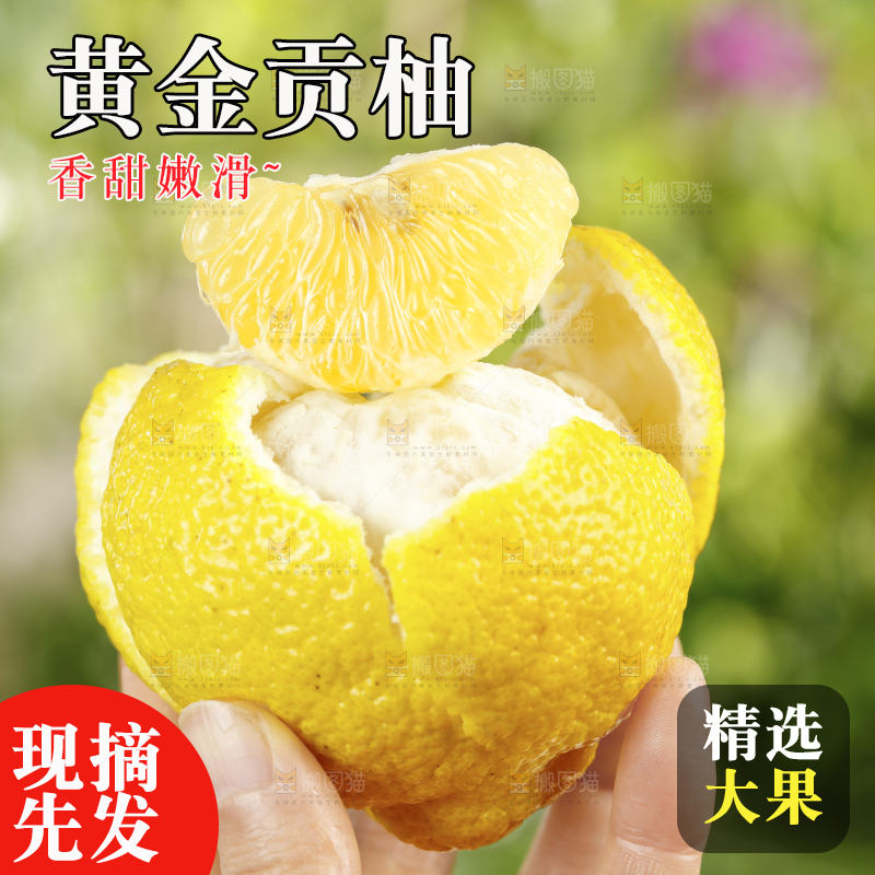 手里拿着贡柚